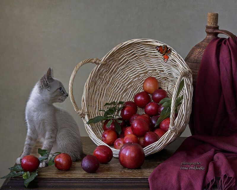 натюрморт, фрукты, сливы, котенок, кошки, питомцы - Это не я, это бабочка! фото превью