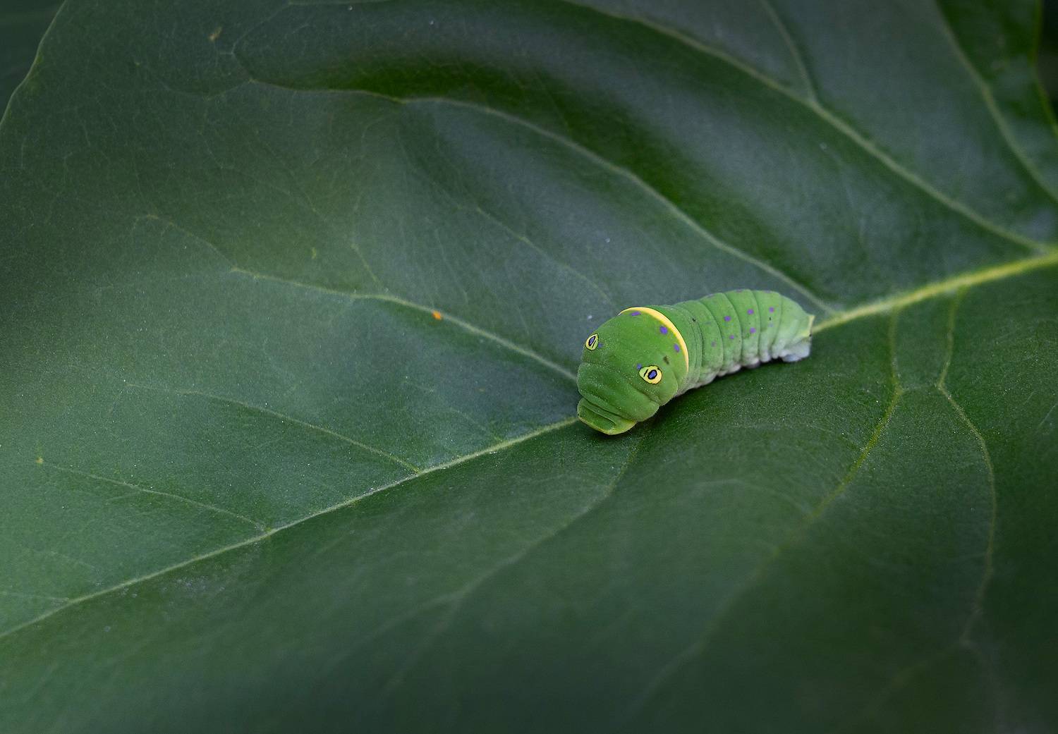 caterpillar, green, leaf, plant, tree,, Gubski Alexander