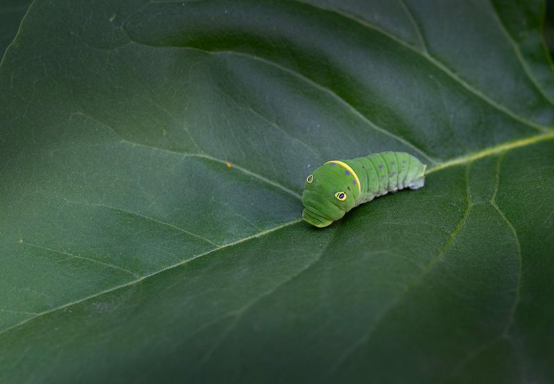caterpillar, green, leaf, plant, tree, A Green Alien фото превью