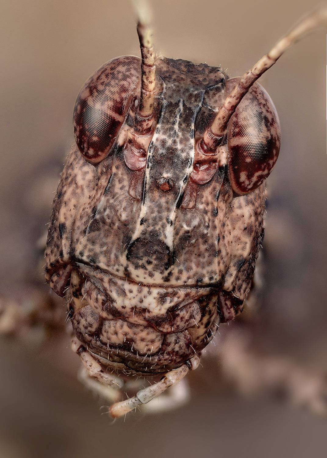 orthoptera, oedipodinae, oedipoda caerulescens, голубокрылая кобылка, Kavaliauskas Eugenijus