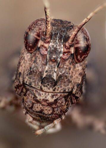 Голубокрылая