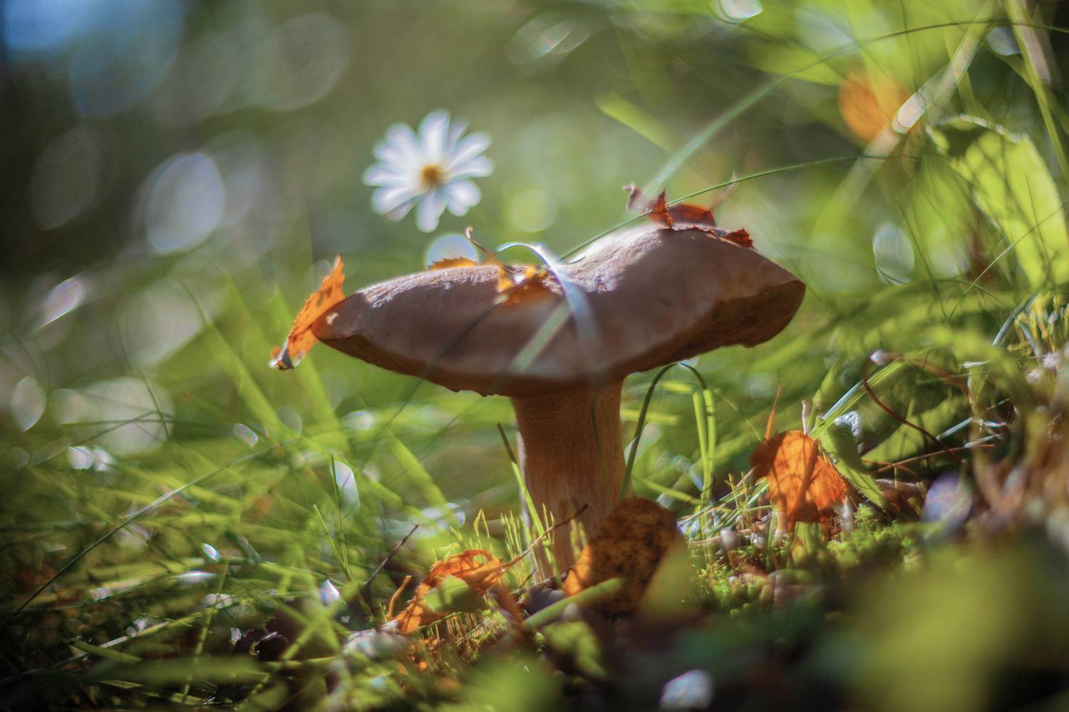 грибы, , Свистков Александр