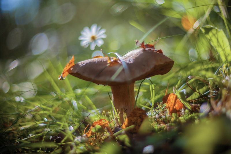 грибы,   фото превью