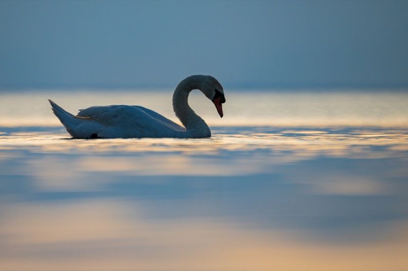 шипун, лебедь, лебедь шипун, лебедь-шипун, финский залив, закат, лебеденок Лебедь-шипун фото превью