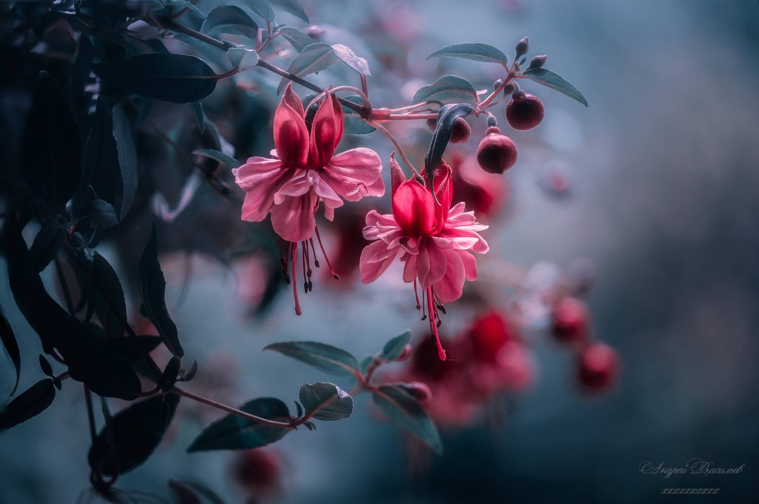 Цветы, фуксия, лето, летний сезон, Васильев Андрей