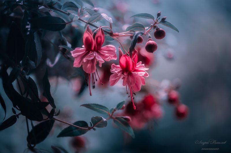 Цветы, фуксия, лето, летний сезон Сладкая парочка фото превью