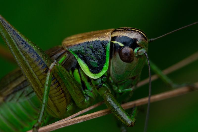Roeseliana roeselii фото превью