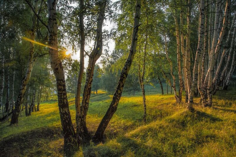Вечер в берёзовой роще фото превью