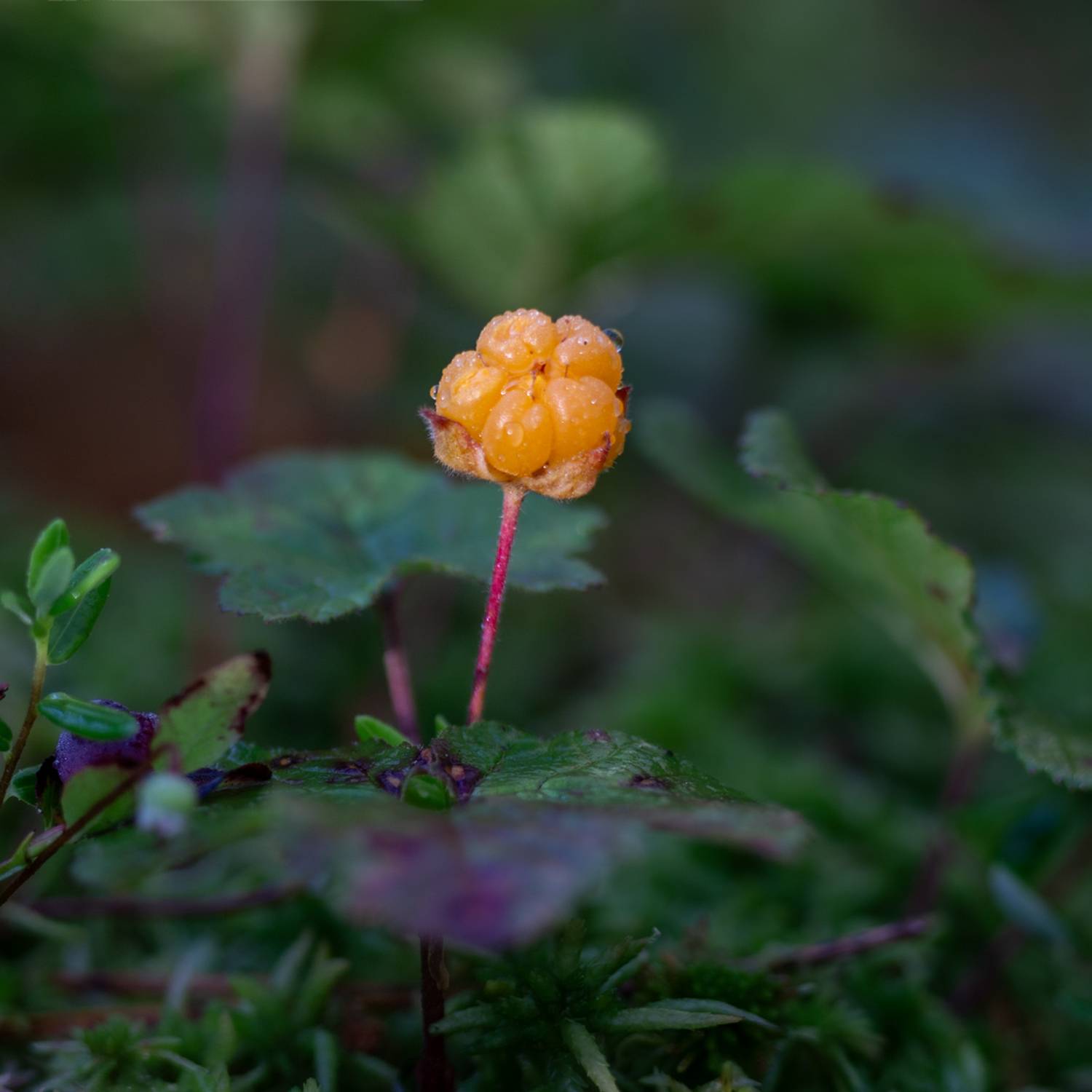 , Комарова Вера