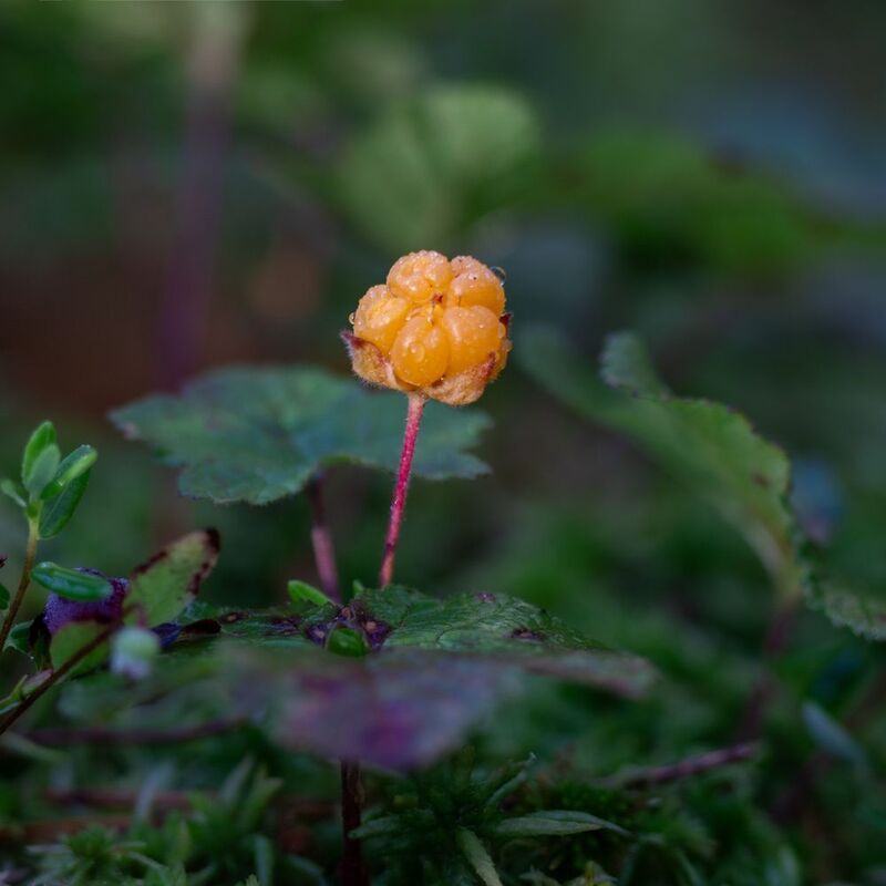 Морошка фото превью