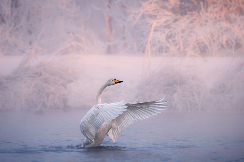 nature, animal, outdoors, swan, water, lake, frost, snow, altai, mist, fog, sunrise, bird, лебедь, рассвет, мороз, лебединое озеро, алтай, птицы, туман Обнимая пустоту фото превью