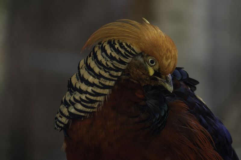 Golden pheasant фото превью