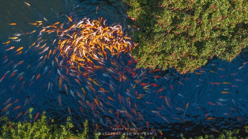 Lychees and Koi Carp in Bao Mo Garden фото превью