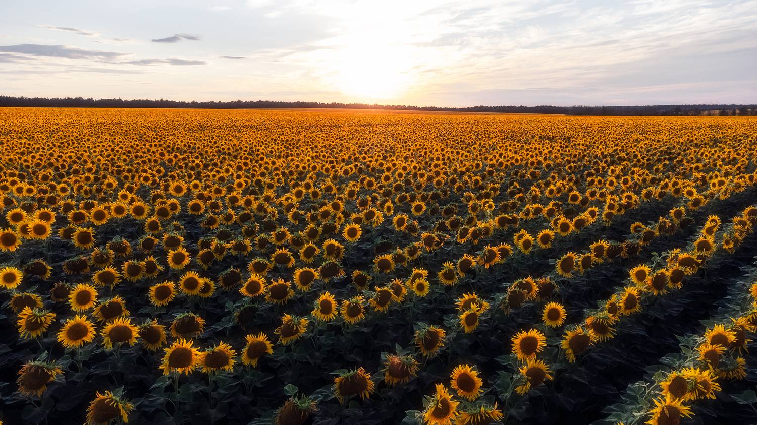подсолнухи, природа, поля, поля подсолнухов, пейзаж, пейзажная фотография, Мартыненко Дмитрий