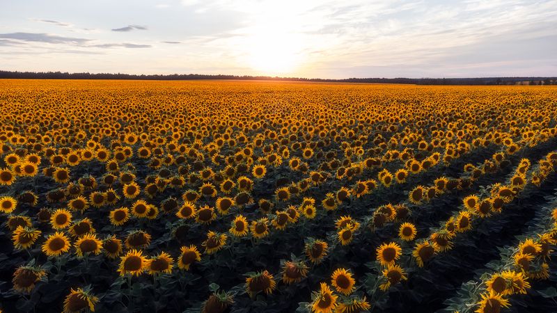 подсолнухи, природа, поля, поля подсолнухов, пейзаж, пейзажная фотография Море из подсолнухов фото превью