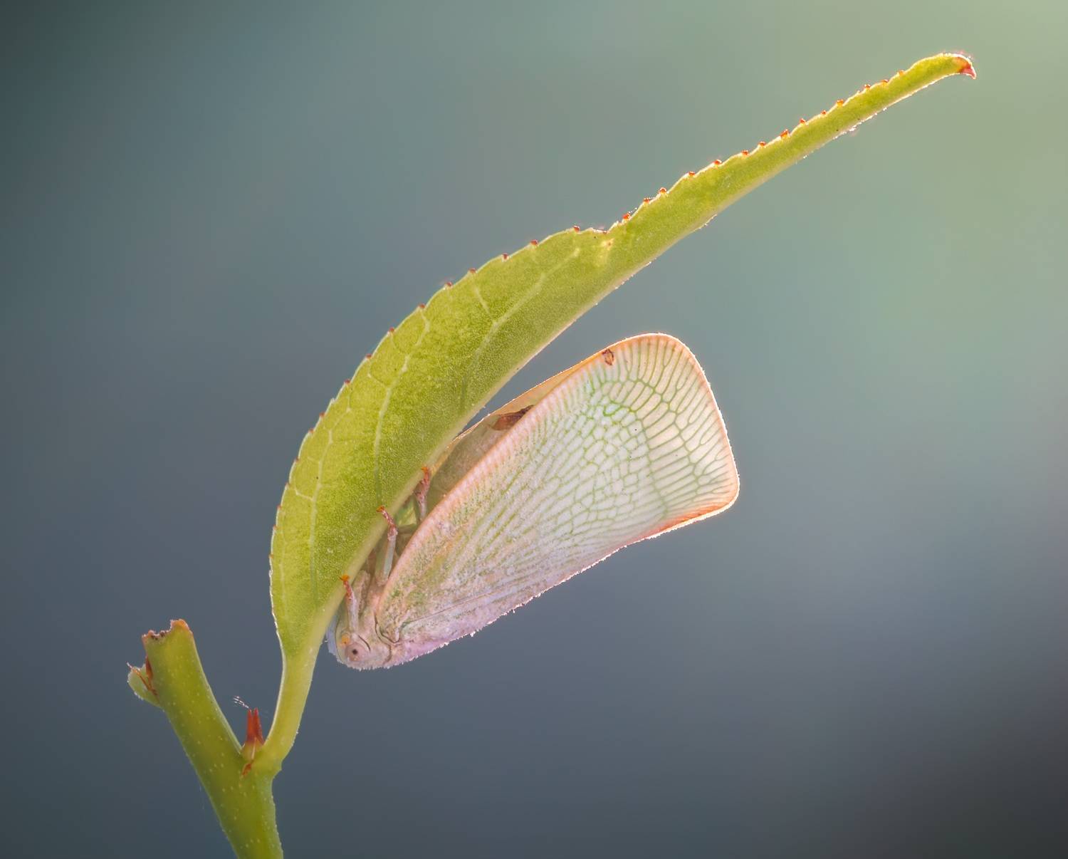moth, butterfly, beetle, insect, fall, autumn, stink bug, macro, leaves, season, seasons, camouflage, camouflaged,, Atul Saluja