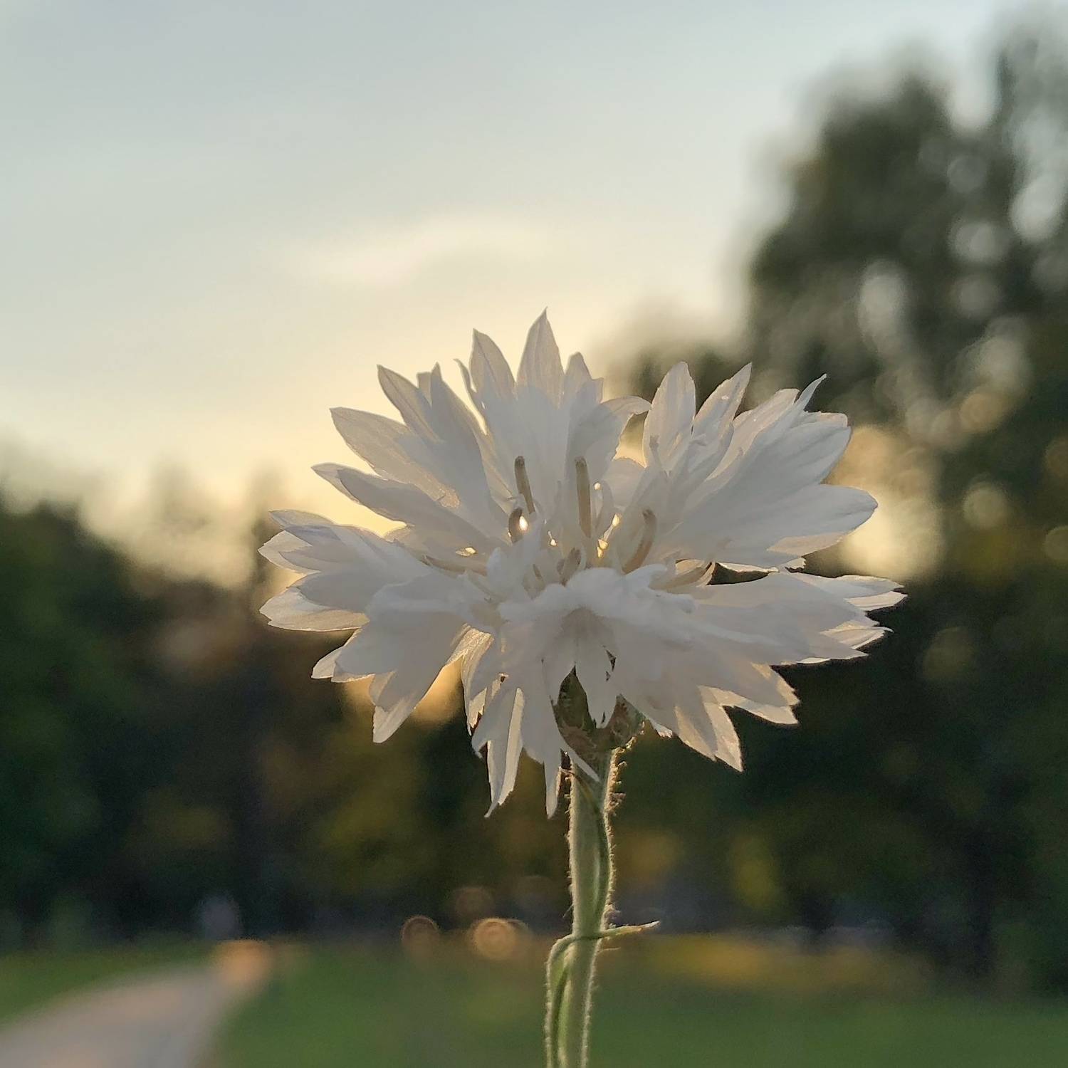 , Бравичева Анастасия