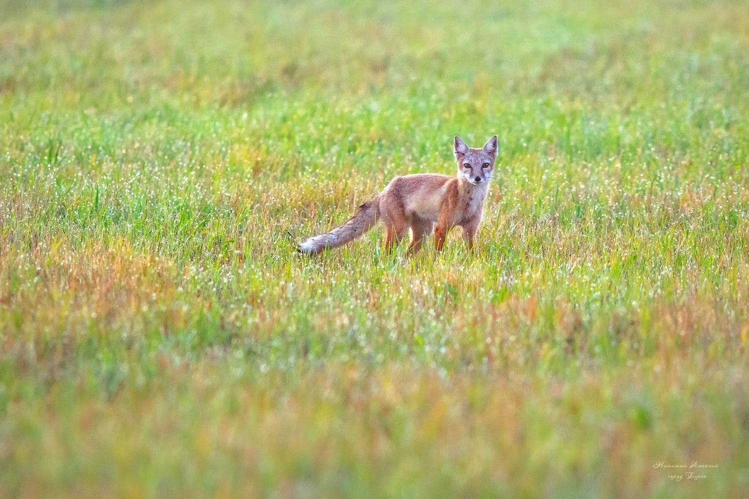 , Никитин Алексей