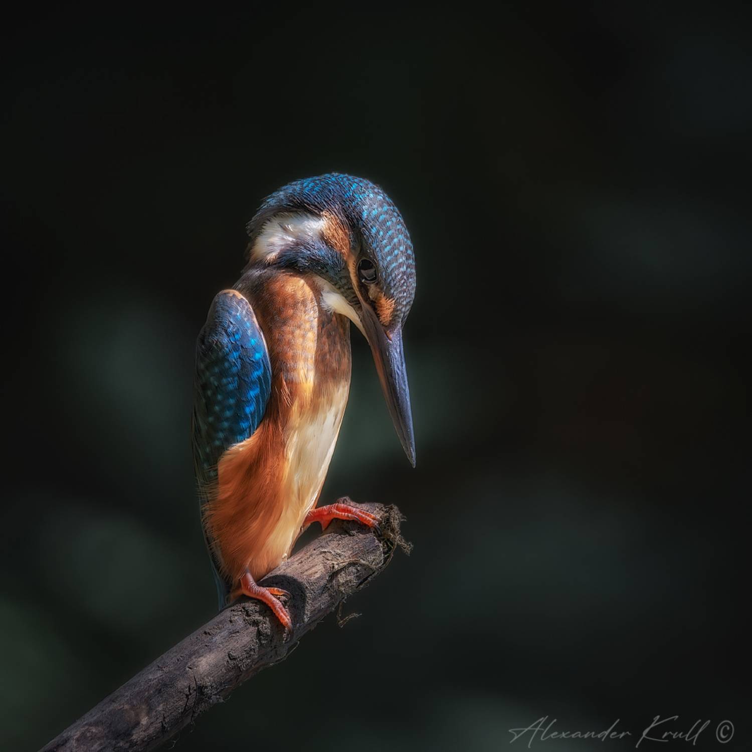 зимородок, обыкновенный зимородок, alcedo atthis, Круль Александр
