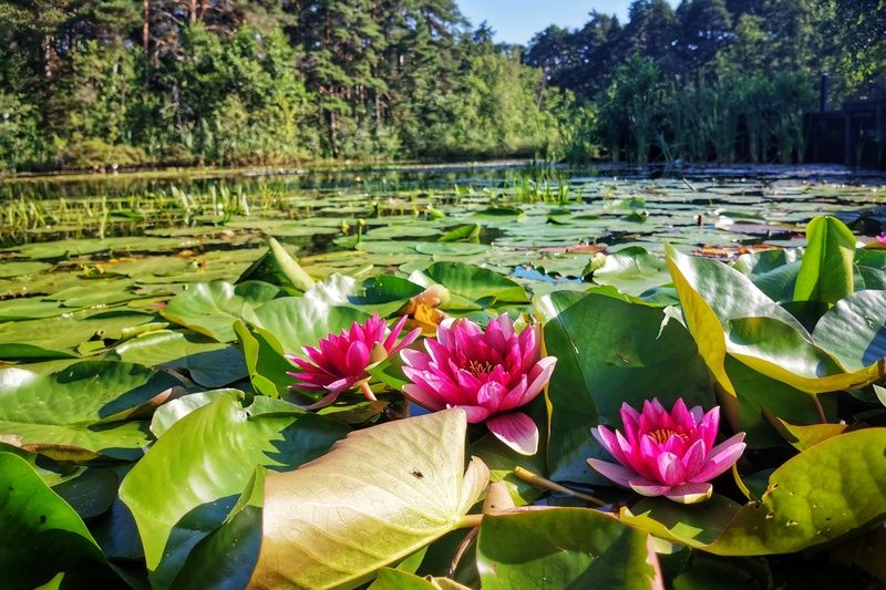 Нимфея фото превью