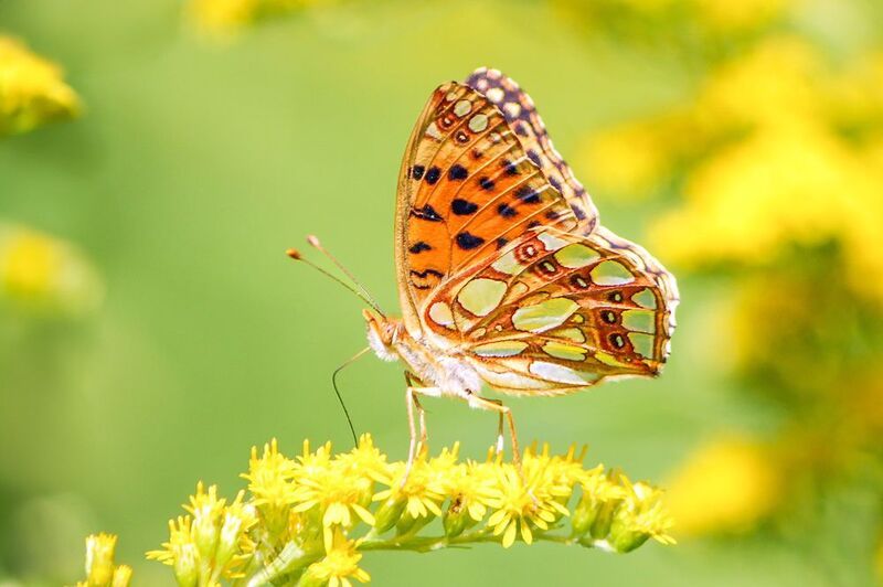 Перламутровка блестящая фото превью
