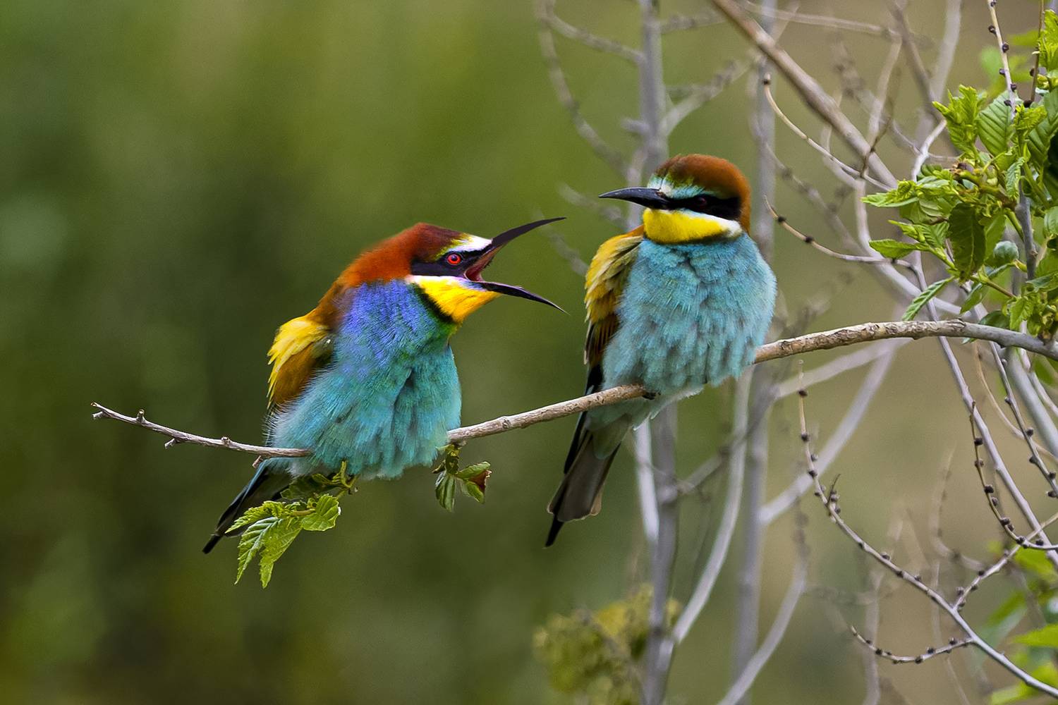 природа, Валерий Черняк