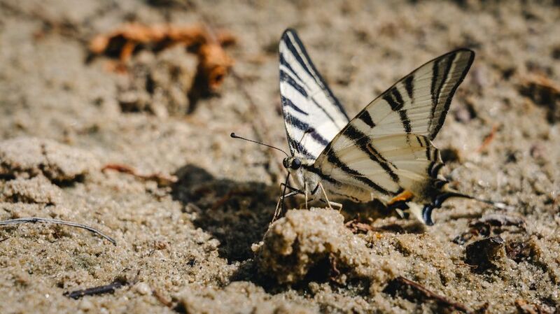 Махаон фото превью
