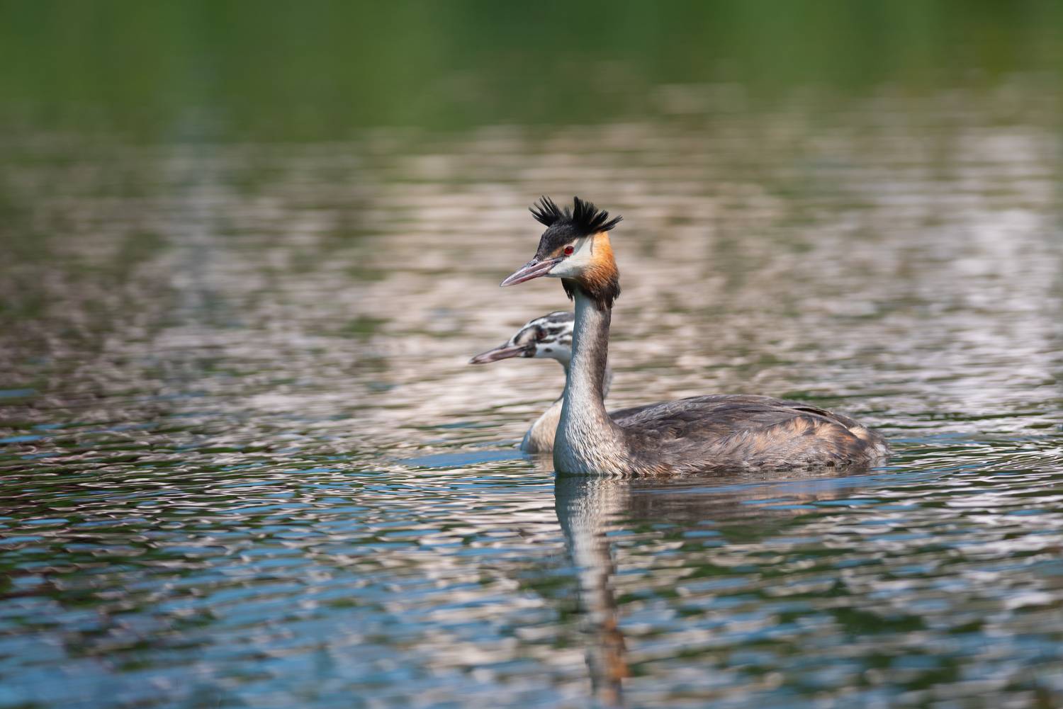 чомга, чомги, большая поганка, птица, птицы, лето. природа, фотоохота. спб, санкт-петербург, петербург, Воронов Денис