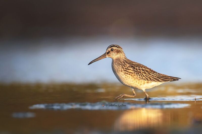 В лучах уходящего дня. фото превью