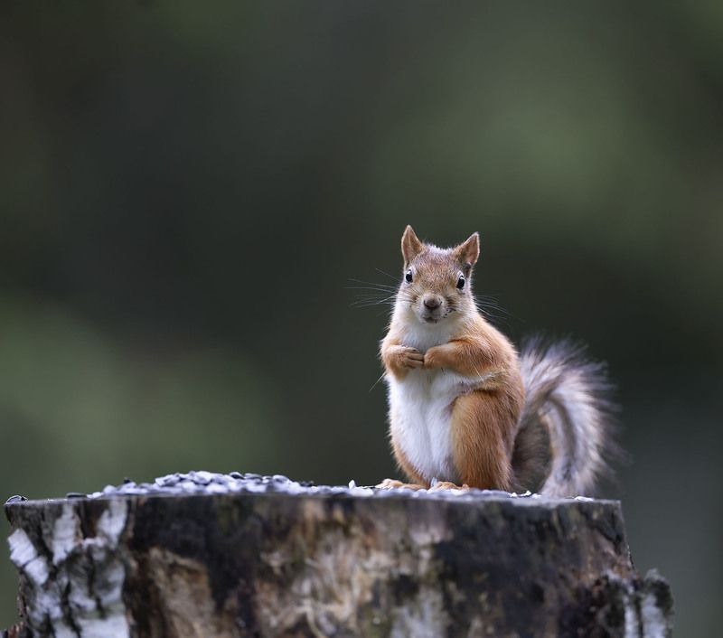 Белка в режиме разведки фото превью