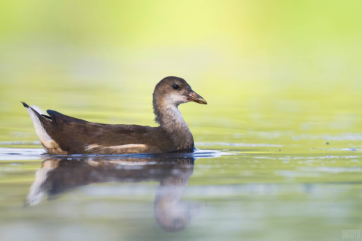 , Дмитрий Доронин