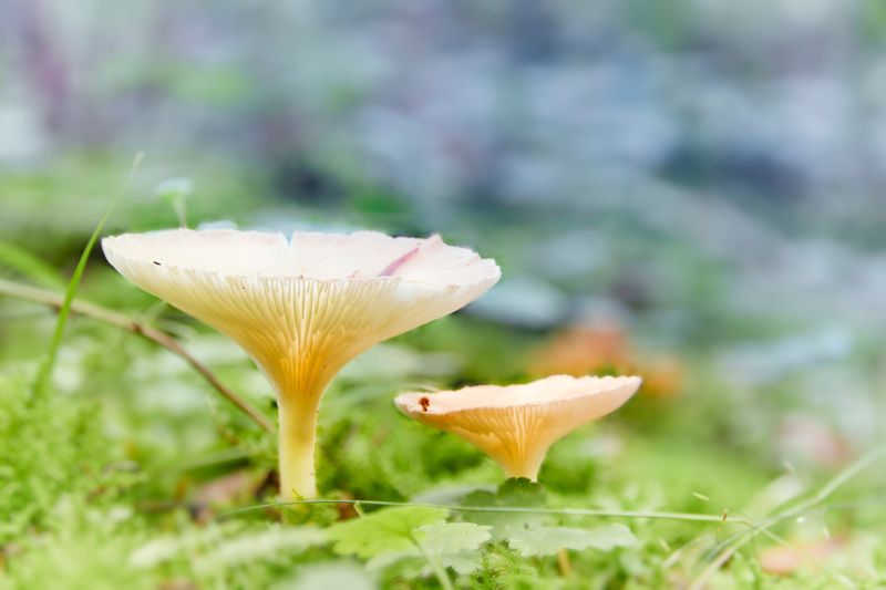 грибы Грибочки фото превью