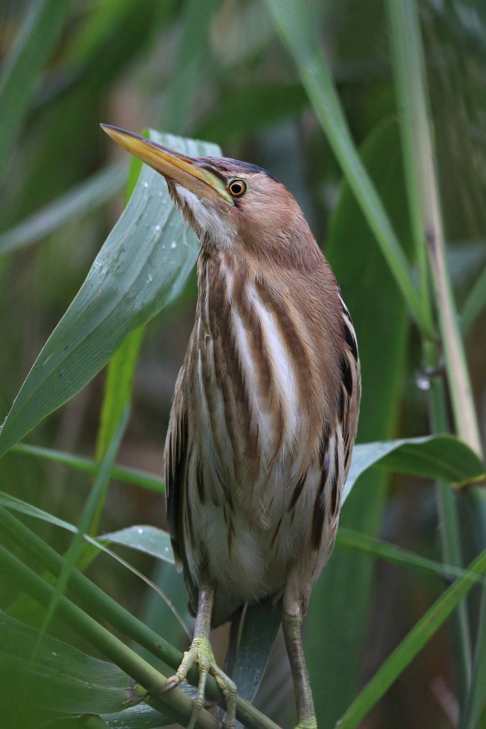 малая выпь, выпь, волчок, цапля, little bittern, bittern, heron, ixobrychus minutus, botaurus minutus, Бондаренко Георгий