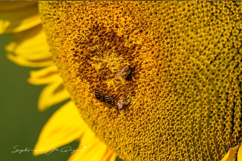 ПОДСОЛНЕЧНИК фото превью