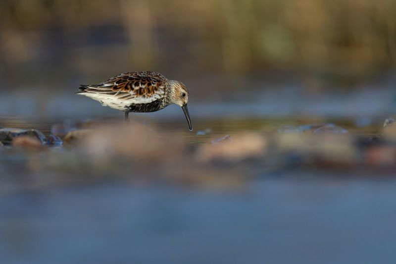 чернозобик, кулик, птицы Чернозобик фото превью