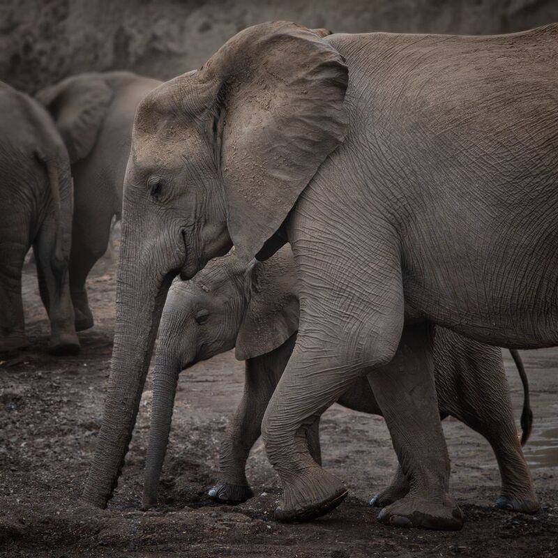 worldphototravels, mikereyfman, naturephotography, photoworkshop, safari, photosafari, photography, reel, wildlifereel, wildlifephotographer, wildlife, wildlifephotography, nature Where Thirst Meets Care фото превью