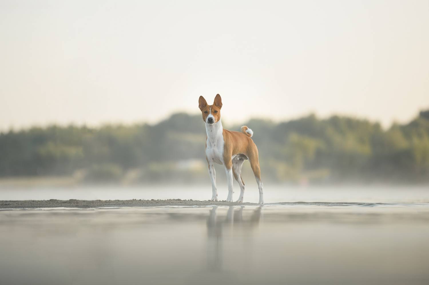 , Алена Ковалёва
