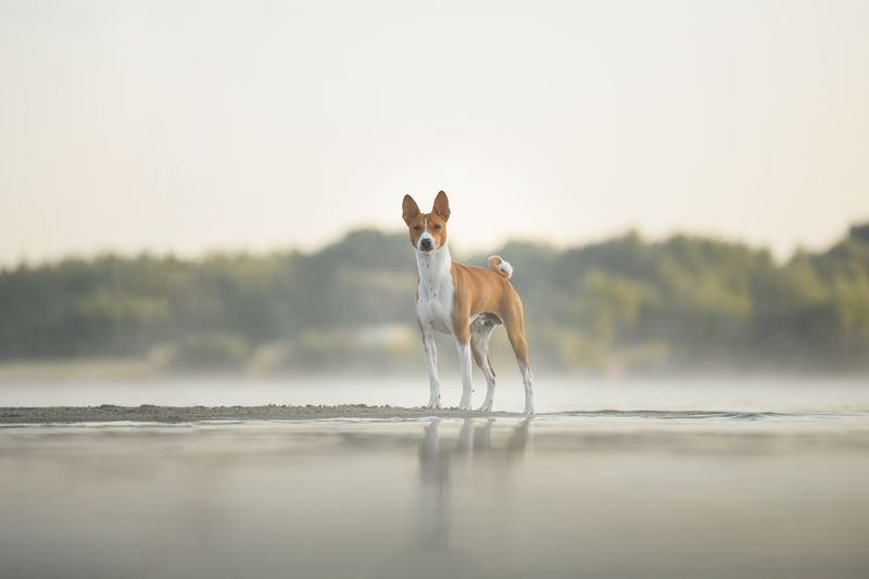 Азур фото превью