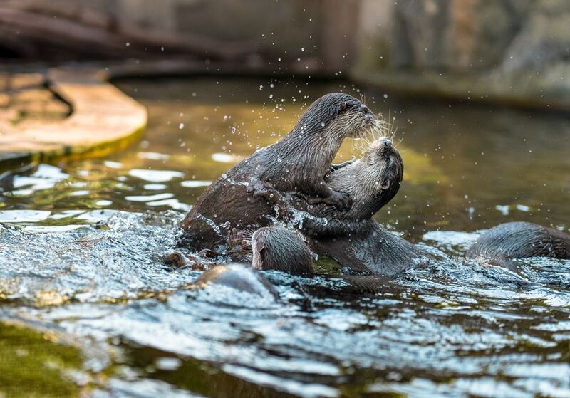 Выдрячий Батл. Огурец не поделили.... фото превью