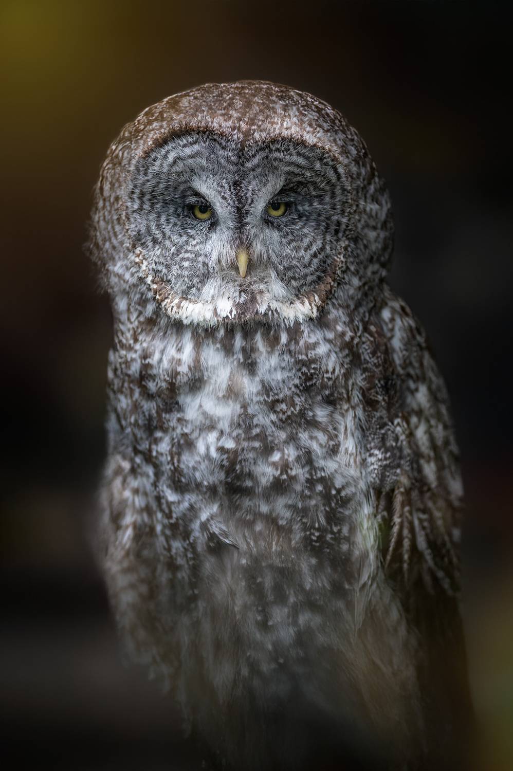 Great Grey Owl, Gubski Alexander
