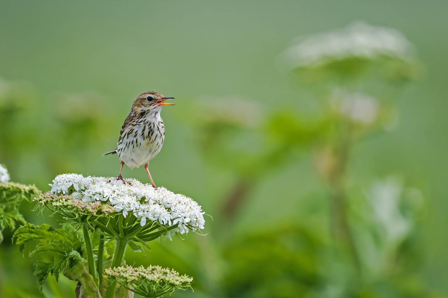 птица, сибирский конёк, борщевик, Уткин Дмитрий
