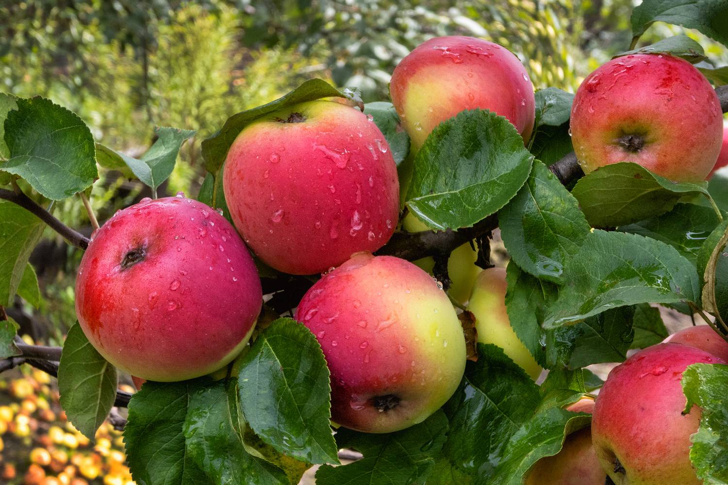 , Ушаков Валерий