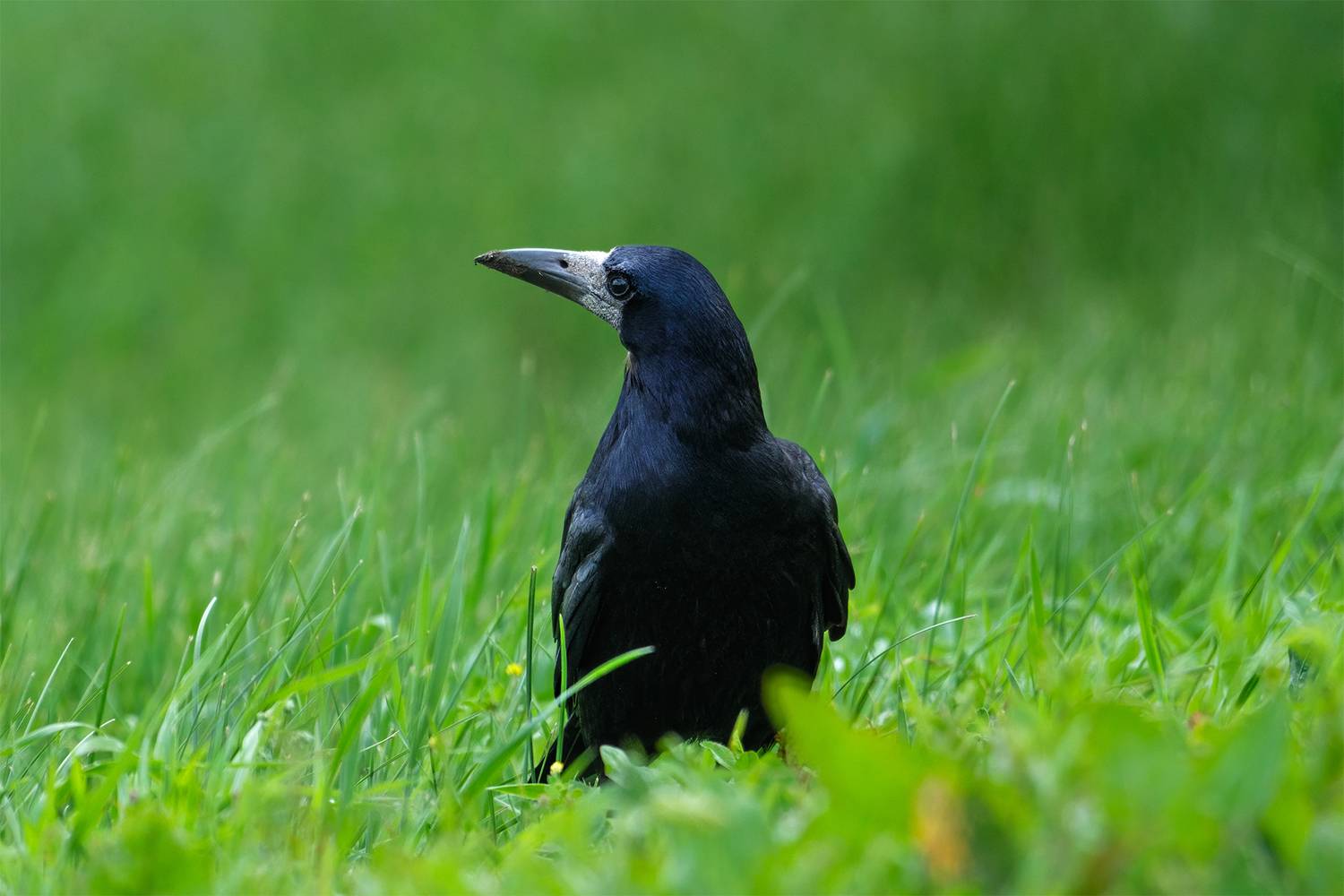 , Бодрягин Виталий