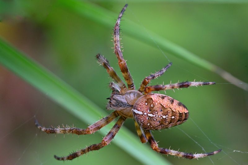Araneus diadematus крестовик обыкновенный фото превью