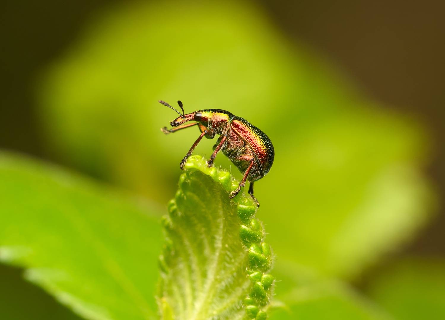 трубковёрт берёзовый, byctiscus betulae, ринхитиды, rhynchitidae, жук, Павел Черенков