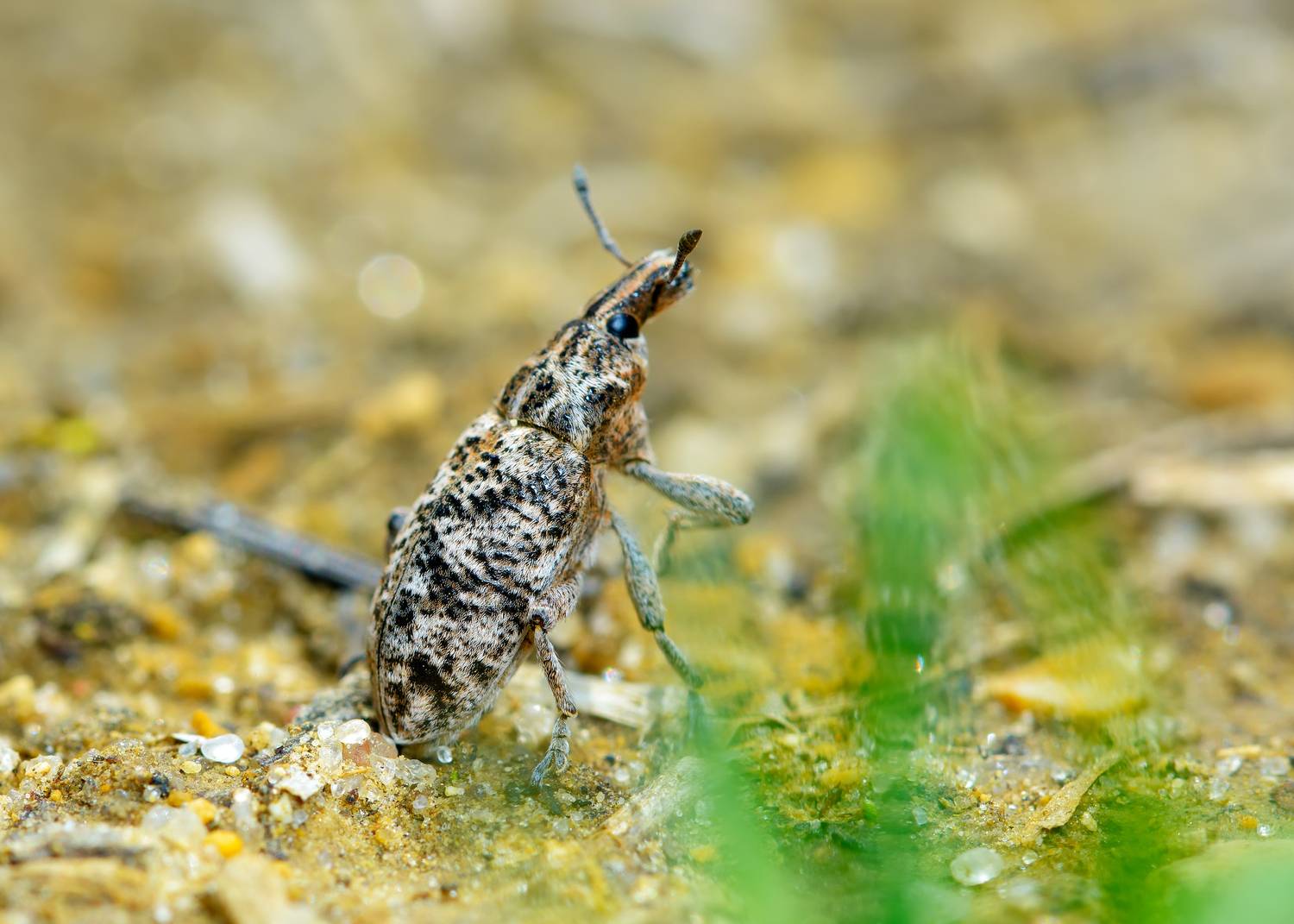 долгоносик-клеон подбеленный, долгоносик мраморный, cyphocleonus dealbatus, долгоносики, curculionidae, жук, Павел Черенков