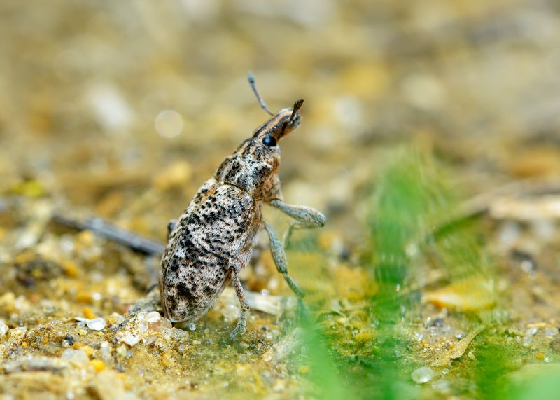 долгоносик-клеон подбеленный, долгоносик мраморный, cyphocleonus dealbatus, долгоносики, curculionidae, жук Мечтатель фото превью