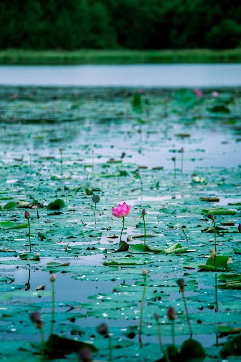 , Александр Новиков