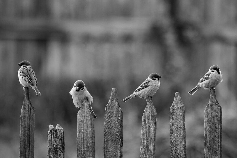 Деревенские воробьи фото превью