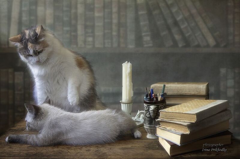 кошки, котята, постановочное фото, котята, библиотека Воспитание с младых  когтей фото превью